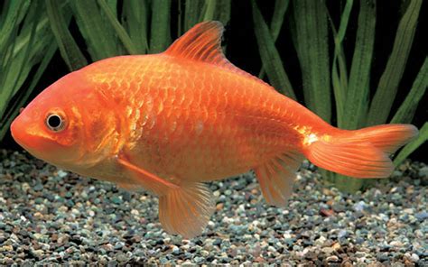 金色金魚|金魚の体色と呼び方9選 – GOLDFISH